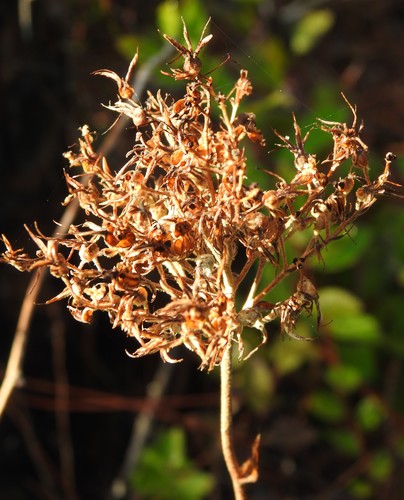 Lachnanthes caroliana, photograph 5