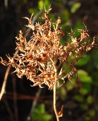 Lachnanthes caroliana, photograph saltyhiker, CC BY, iNaturalist via GBIF