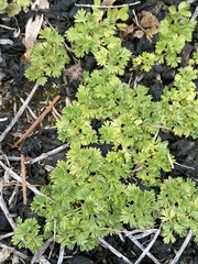 Alchemilla australis