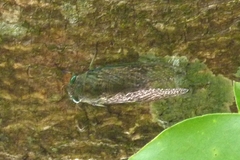 Cicadidae