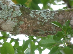 Cicadidae