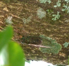 Cicadidae