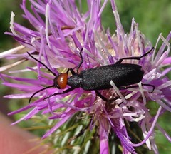 Epicauta atrata