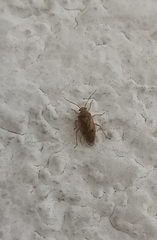 Tropidosteptes chapingoensis