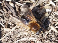 Cheilosia grossa