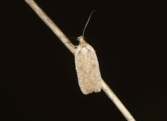 Agonopterix scopariella