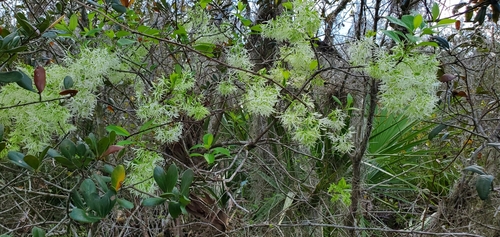 Chionanthus pygmaeus image