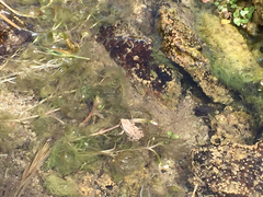 Pseudacris hypochondriaca