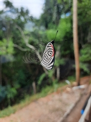 Diaethria