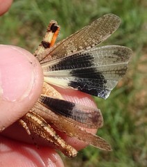 Spharagemon cristatum