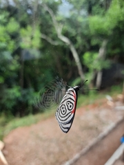 Diaethria