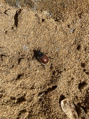 Paracotalpa