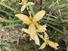 Iris fernaldii