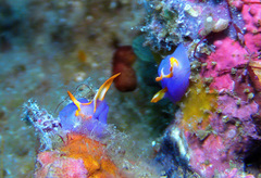 Sagaminopteron ornatum