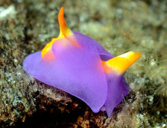 Sagaminopteron ornatum