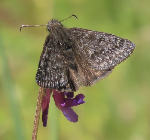 Propertius Duskywing photo 6