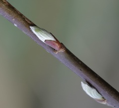 Salix × smithiana