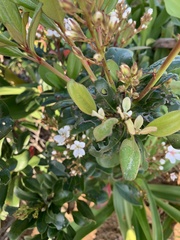 Rhaphiolepis umbellata