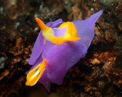 Sagaminopteron ornatum