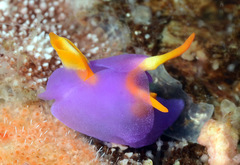 Sagaminopteron ornatum
