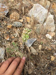 Lupinus microcarpus