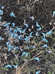 Strongylodon macrobotrys