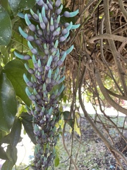 Strongylodon macrobotrys