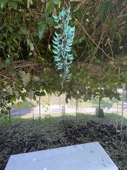 Strongylodon macrobotrys