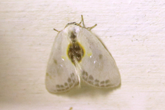 Cilix hispanica