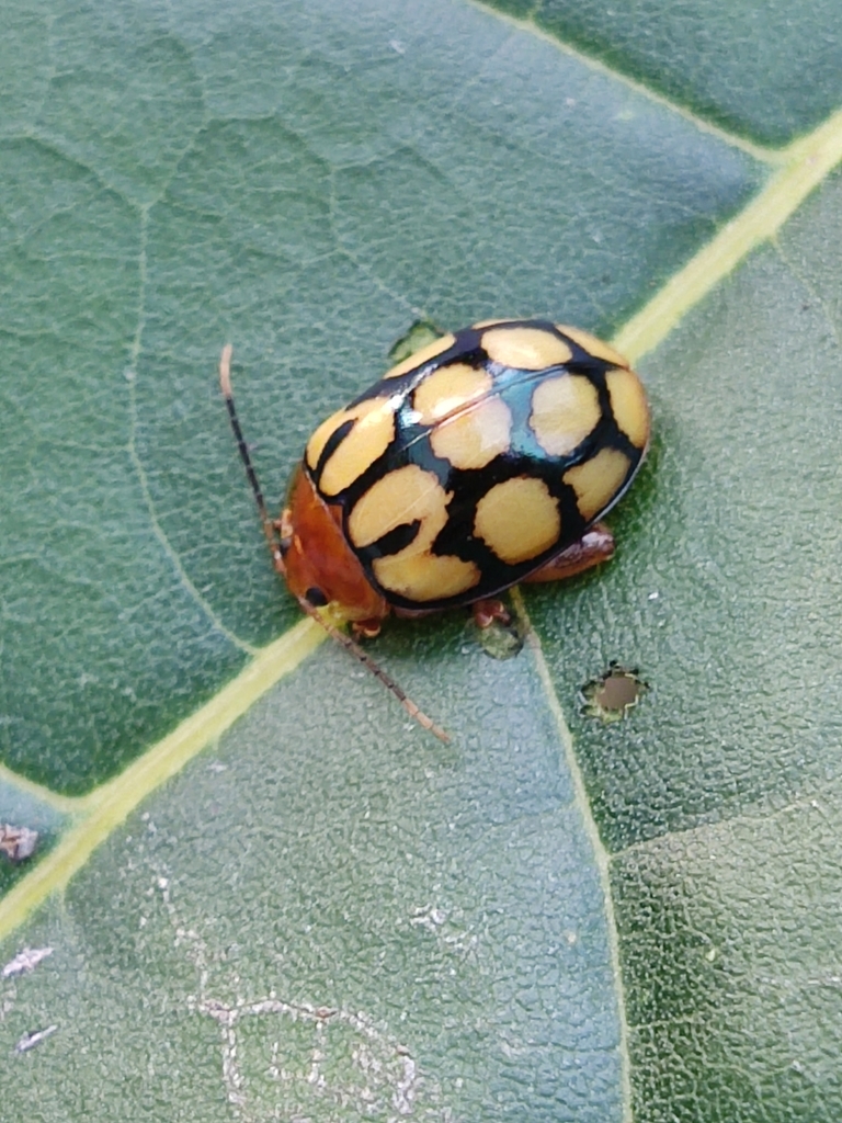 Alagoasa exquisita