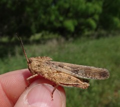 Spharagemon cristatum