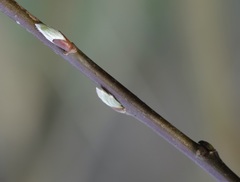 Salix × smithiana