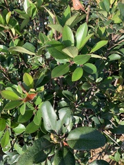 Rhaphiolepis umbellata