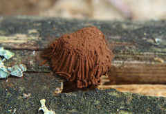 Symphytocarpus