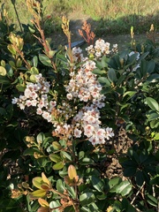 Rhaphiolepis umbellata