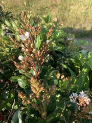 Rhaphiolepis umbellata