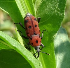 Rhodobaenus tredecimpunctatus