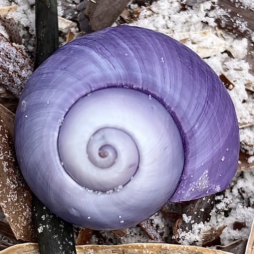 Violet Sea Snail