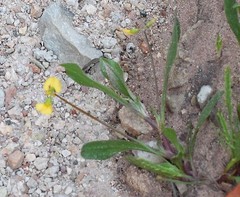 Scorpiurus muricatus