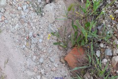 Scorpiurus muricatus