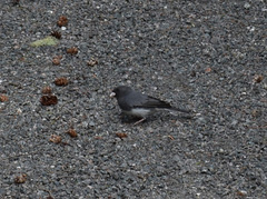 Junco hyemalis image