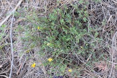 Hippocrepis multisiliquosa