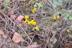 Scorpiurus muricatus