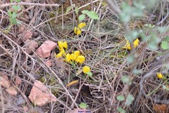 Scorpiurus muricatus