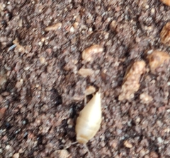Proatelurina pseudolepisma