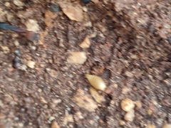 Proatelurina pseudolepisma