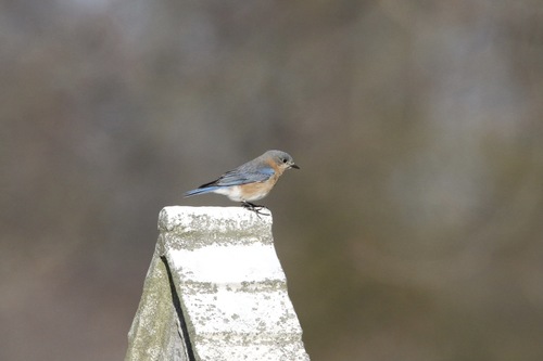 Eastern Bluebird photographed in New York