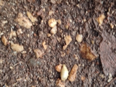 Proatelurina pseudolepisma