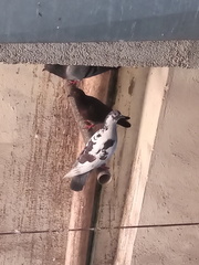Columba livia domestica