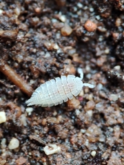 Platyarthrus codinai